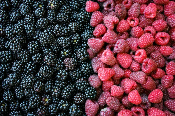 新鲜的黑莓和覆盆子背景 成熟的浆果 黑莓和覆盆子黑莓背景 覆盆子 甜而新鲜的成熟浆果 — 图库照片