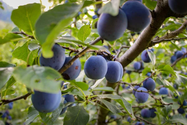 Bol erikli büyük bir dal. Bir dalda erik meyvesi. Erik bahçesinde erik yetiştirmek. Prunus domestica.