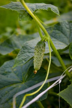 Havada asılı küçük bir turşu yapraklarla çevrili. Sarmaşıkta küçük bir turşunun organik yetiştirilmesi. Salatalık yetiştiriyorum. Küçük turşu. Bebek salatalığı..