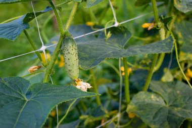 Havada asılı duran küçük bir turşu dikey bir ızgarada yapraklarla çevrili. Sarmaşıkta küçük turşu yetiştirmek. Salatalık yetiştiriyorum. Küçük turşu. Bebek salatalığı..