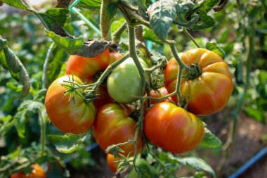 Serada domates yetiştirmek. Bir serada domates meyvesi olgunlaştırmak. Domates yetiştirme kavramı.