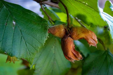 Genç fındıklar bir dalda yetişir. Bir dalın üzerinde olgunlaşmamış yeşil fındıklar. Fındık hasat için hazır..