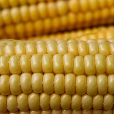 Sarı mısır koçanları, yaklaşın. Makro.