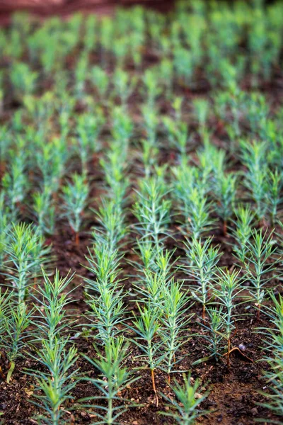 Growing Young Seedlings Emerald Thuja Growing Thuja Seed Selective Focus — Stock Photo, Image