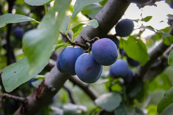 Ripe plum fruits on a branch. Blue plum fruits on a branch. Growing plums in an orchard.