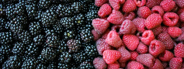班纳新鲜的黑莓和覆盆子背景 成熟的浆果 黑莓和覆盆子黑莓背景 覆盆子 食品背景 — 图库照片