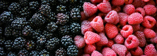 Banner Frambuesas Moras Frambuesas Moras Frambuesa Blackberry Mezclar Bayas Frutas — Foto de Stock