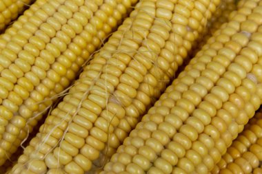 Taze hasat edilmiş mısır, yakın çekim..