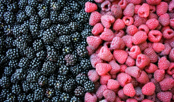 Frische Brombeeren Und Himbeeren Unterlegen Mit Reifen Beeren Brombeeren Gegen — Stockfoto