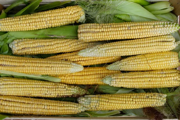 Freshly Harvested Corn Green Leaves Corn Cob Leaf Harvest — Stock Photo, Image