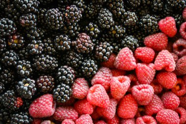 Ahududu ve böğürtlen. Ahududu böğürtlene karşı. Ahududu. Böğürtlen Böğürtlen. Meyveler. Meyve..