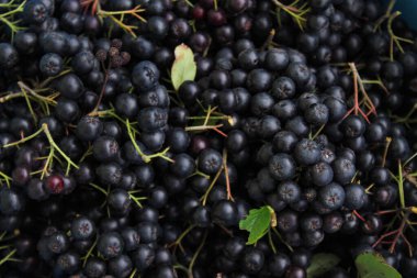 Taze toplanmış böğürtlen. Meyve boğazlı. Aronia meyvesi. Bir çift yeşil yapraklı böğürtlen arkaplanı.