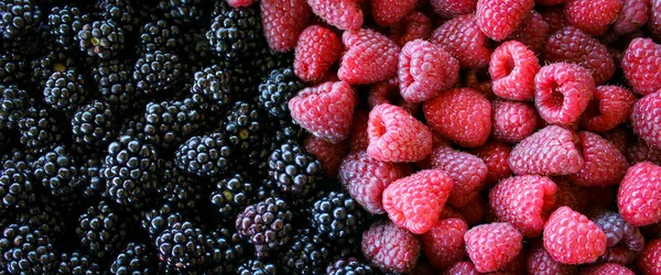 班纳覆盆子和黑莓覆盆子和黑莓覆盆子黑莓 混合浆果 — 图库照片