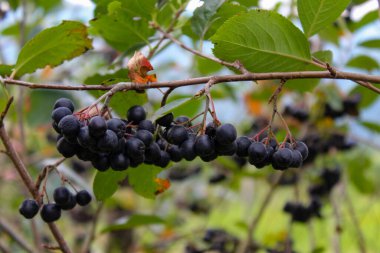 Bir demet siyah boğaz üzümü (Aronia). Bahçe böğürtlenli (Aronia melanocarpa) çalılar. Bosna-Hersek.