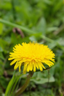 Sarı karahindiba çiçeği yakından. Çimlerin arasında sarı karahindiba çiçeği. Taraxacum officinale, karahindiba veya sıradan karahindiba..