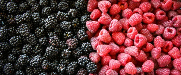 班纳新鲜的黑莓和覆盆子背景 成熟的浆果 黑莓和覆盆子黑莓背景 覆盆子 甜而新鲜的成熟浆果 — 图库照片