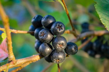 Böğürtlen (Aronia melanocarpa) çalısı olgun böğürtlenlerle. Bahçede bir dal siyah aronya meyvesi. Bosna-Hersek 'te Meyve.