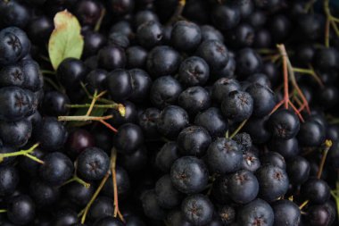 Taze toplanmış böğürtlen. Meyve boğazlı. Aronia meyvesi. Bir çift yeşil yapraklı böğürtlen arkaplanı.