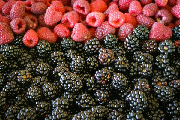 Frische Brombeeren Und Himbeeren Brombeeren Gegen Himbeeren Vorne Brombeeren Und — Stockfoto