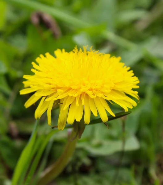 Sarı Karahindiba Çiçeği Yakından Çimlerin Arasında Sarı Karahindiba Çiçeği Taraxacum — Stok fotoğraf