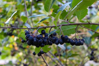 Böğürtlen (Aronia melanocarpa) çalısı olgun böğürtlenlerle. Bahçede bir dal siyah aronya meyvesi. Bosna-Hersek 'te Meyve.