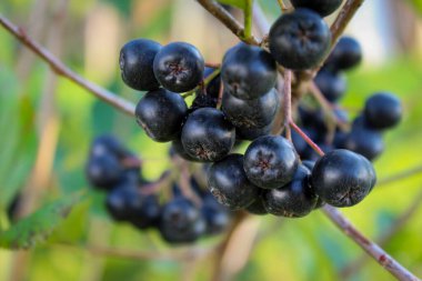 Çalının dallarında olgun meyveler var. Bahçe böğürtlenli (Aronia melanocarpa) çalılar. Bosna-Hersek.