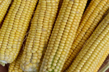 Bir sürü mısır koçanı yeni toplandı. Koçanda taze mısır.