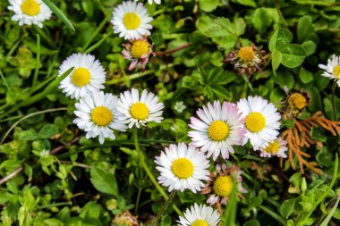 Papatyalarla bezenmiş. Bahçedeki bir grup güzel papatya çiçeği. Bahçe papatyaları. Bellis perennis.