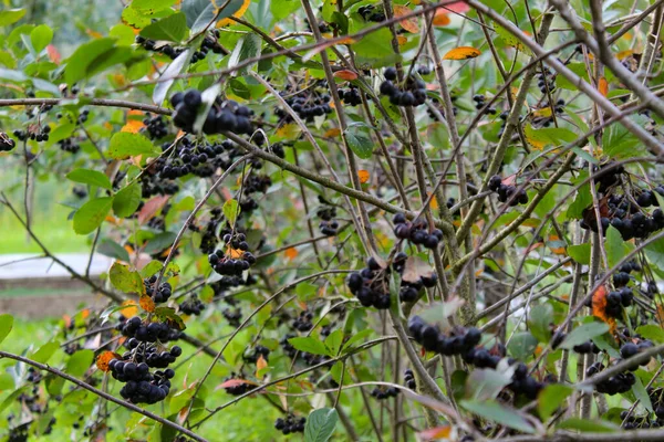 带有成熟浆果的黑桑树 兰花黑果属 花园里长满了黑醋栗的果实 果子酱 — 图库照片