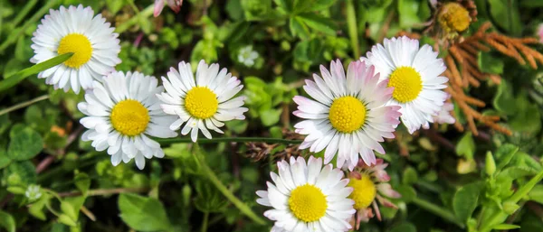 Banner Grupo Lindas Flores Margarida Gramado Margarida Relva Bellis Perennis — Fotografia de Stock