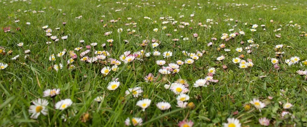Banner. Lawn daisies. Bellis perennis. Detailed view at white and yellow blooming Common Daisy or Bellis perennis in their natural habitat.