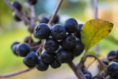 Böğürtlen (Aronia melanocarpa) çalısı olgun böğürtlenlerle. Bahçede böğürtlen dalları var. Bosna-Hersek 'te Meyveler.