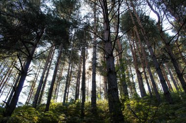 İçinden parlayan kozalaklı ormanın manzarası.