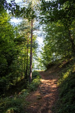 Ormanda yürümek için bir yol..