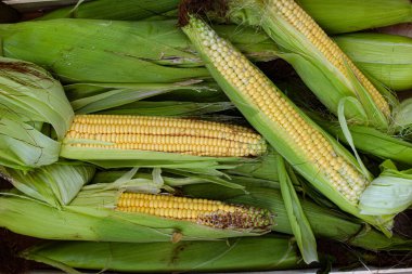 Kabuğu soyulmuş ve yarı soyulmuş mısır. Bir sürü mısır, bazıları soyulmamış. Mısır tarlasının arka planında.