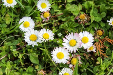 Bahçedeki bir grup güzel papatya çiçeği. Çimen papatyası. Bellis perennis.