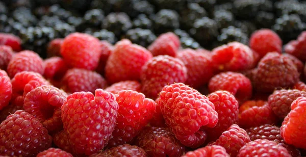 班纳新鲜的黑莓和覆盆子成熟了 黑莓和覆盆子黑莓的背景 覆盆子收尾 甜而新鲜的成熟浆果 — 图库照片