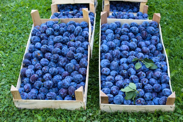 Plums Market Crates Full Ripe Blue Plums Plums Harvest Prunus — Stock Photo, Image