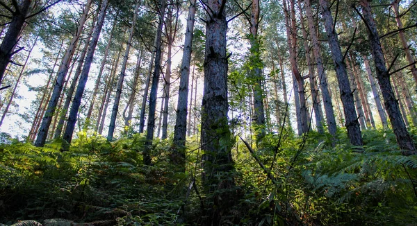 Foresta Conifere Mattino Sole Passa Attraverso Rami Alberi Nella Foresta — Foto Stock