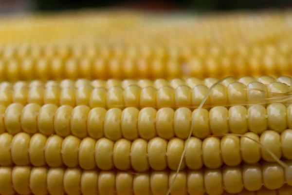 Yellow Cobs Corn Close Macro — Stock Photo, Image