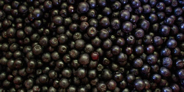 Bandiera Bacche Chokeberry Bacche Aronia Chokeberry Sfondo Aronia Bacche Bacche — Foto Stock