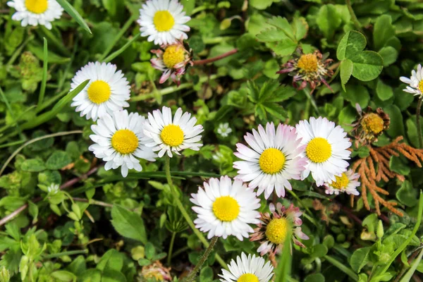 Bahçedeki bir grup güzel papatya çiçeği. Çimen papatyası. Bellis perennis.