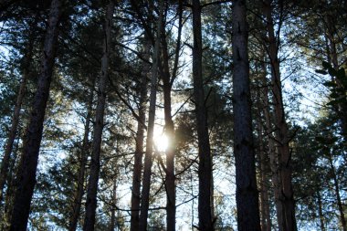 Kozalaklı ormandaki dalların ve ağaçların arasından gün ışığı..