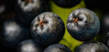 Pankart. Böğürtlenleri yakın çekim. Makro boğuk çilek. Aronia melanocarpa. Aronia meyveleri. Seçici odak.