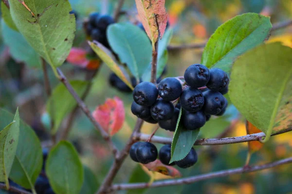 在树枝上的光环 水果山莓 覆盆子 成熟的浆果在树枝上 龙舌兰果 — 图库照片