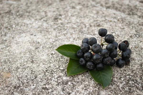 Aronia Com Três Folhas Aronia Ramo Monte Chokeberry Frutas Fruta — Fotografia de Stock