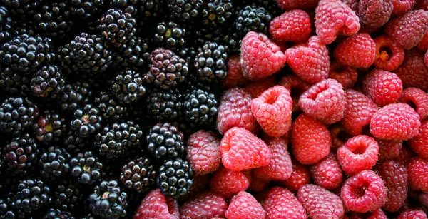 班纳覆盆子和黑莓覆盆子和黑莓覆盆子黑莓 混合浆果 — 图库照片