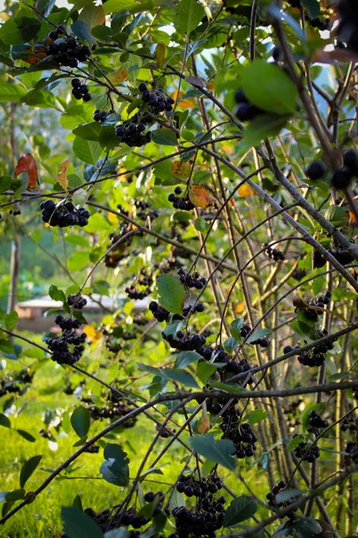 Arbusto Chokeberry Negro Aronia Melanocarpa Con Bayas Maduras Rama Frutos —  Fotos de Stock