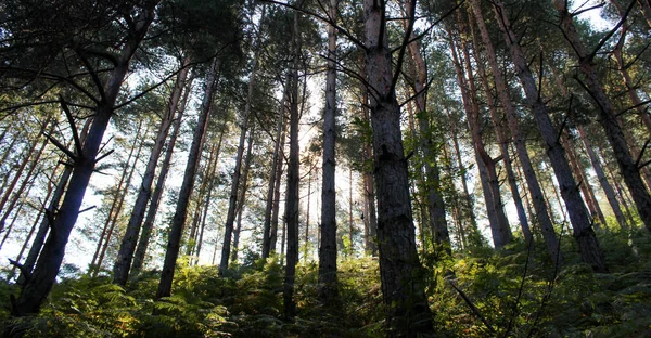 Banner Landscape Coniferous Forest Which Shone — Fotografia de Stock