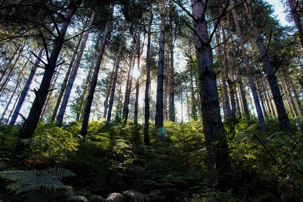 Floresta Coníferas Pela Manhã Luz Sol Passa Por Galhos Árvores — Fotografia de Stock